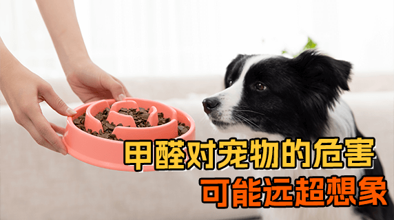 警惕！甲醛对宠物的危害可能远超你的想象